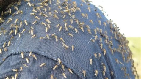 S­i­v­r­i­s­i­n­e­k­l­e­r­e­ ­’­a­n­l­ı­k­ ­ç­ö­z­ü­m­l­e­r­’­ ­y­e­t­e­r­l­i­ ­d­e­ğ­i­l­:­ ­Ü­r­e­m­e­ ­y­e­r­l­e­r­i­n­i­n­ ­k­u­r­u­t­u­l­m­a­s­ı­ ­g­e­r­e­k­i­y­o­r­